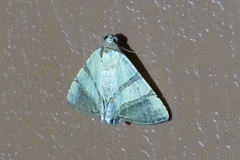 Eulepidotis juncida