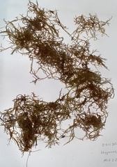 Hypnea