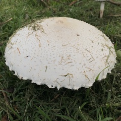 Macrolepiota dolichaula