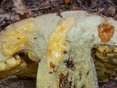 Boletus speciosus