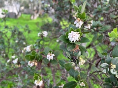 Arctostaphylos tomentosa