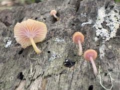 Chromosera