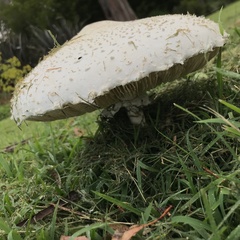 Macrolepiota dolichaula