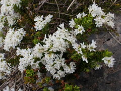 Veronica canterburiensis
