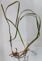 Cymodocea nodosa