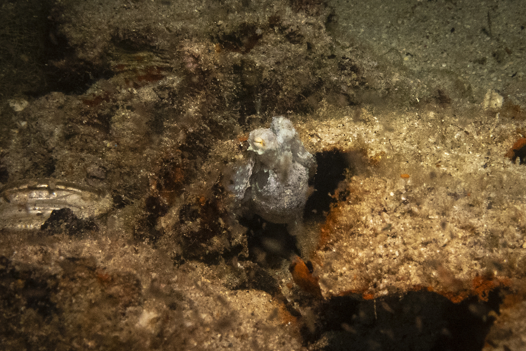 Friendly Octopus