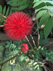 Calliandra haematocephala