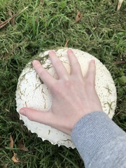 Macrolepiota dolichaula