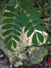 Calliandra haematocephala