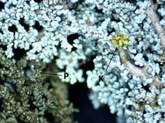 Stereocaulon saxatile