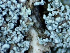 Stereocaulon saxatile