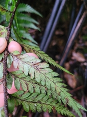 Polystichum wawranum