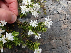 Veronica canterburiensis