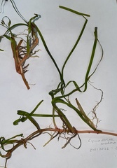 Cymodocea nodosa