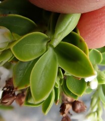 Veronica canterburiensis