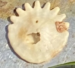 Echinodermata
