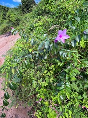 Cryptostegia madagascariensis