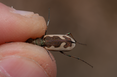 Neocicindela latecincta