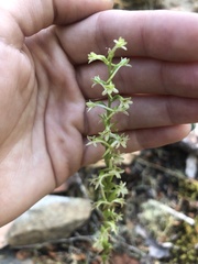 Platanthera transversa