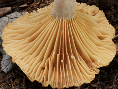 Lactarius subplinthogalus