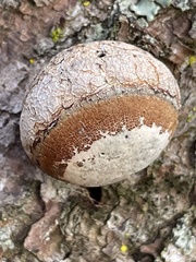 Cryptoporus