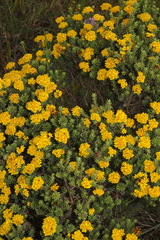 Oedera squarrosa