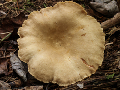 Lactarius subplinthogalus