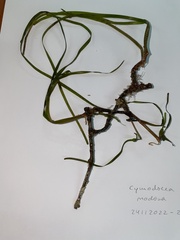 Cymodocea nodosa