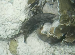 Cephalopholis cruentata