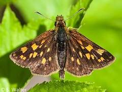 Carterocephalus mandan