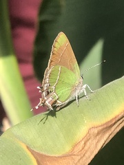 Callophrys xami