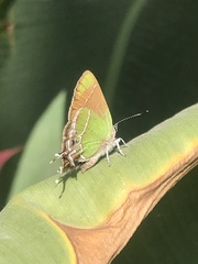 Callophrys xami