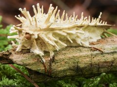 Akanthomyces