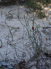 Lepidobolus drapetocoleus