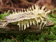 Akanthomyces