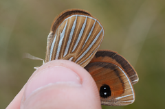 Argyrophenga antipodum