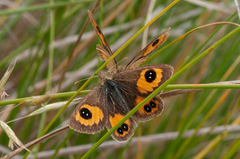 Argyrophenga janitae