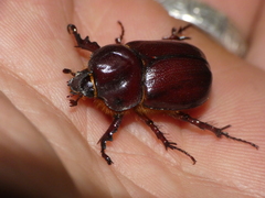 Phyllognathus excavatus