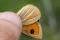 Argyrophenga janitae