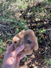 Clitocybe brunneocephala