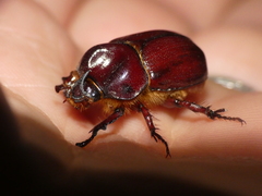 Phyllognathus excavatus