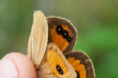 Argyrophenga janitae