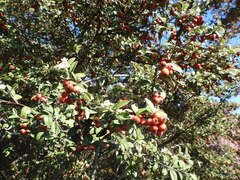 Cotoneaster pannosus