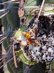 Polistes buyssoni