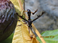 Daptolestes limbipennis
