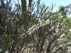 Melaleuca brevifolia