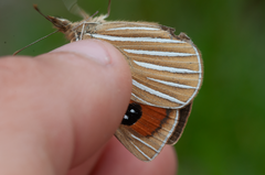 Argyrophenga antipodum