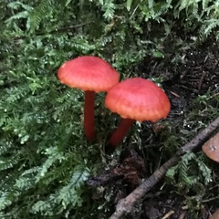 Hygrocybe miniata