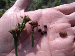 Ipomoea × leucantha