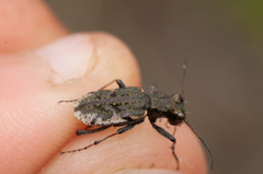 Neocicindela garnerae